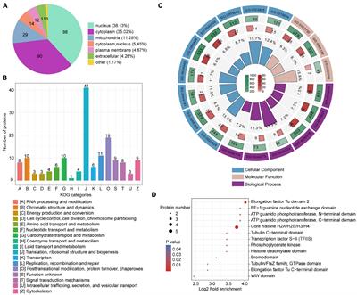 Protein Lactylation Critically Regulates Energy Metabolism in the Protozoan Parasite Trypanosoma brucei